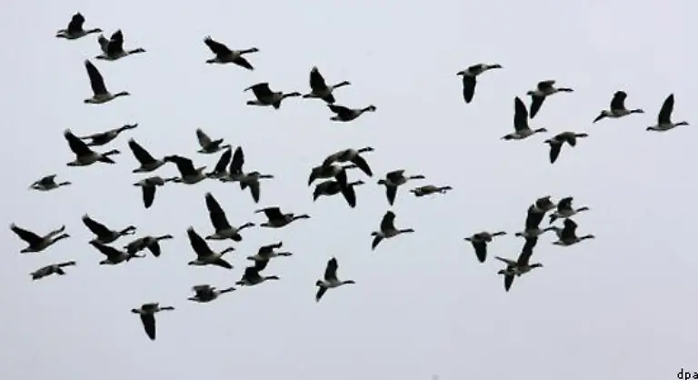 Viele-Voegel-sind-gestorben-Vor-allem-Schwaene-aber-auch-Kormorane-Gaense-und-ein-Bussard-waren-betroffen