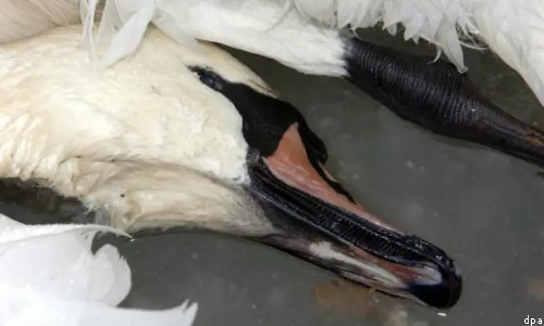 Das-gefaehrliche-Vogelgrippe-Virus-wurde-am-Sonntag-erstmalig-auf-deutschem-Festland-entdeckt