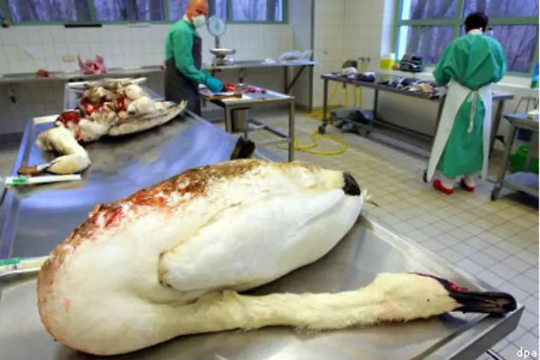 Bei-zwei-von-fuenf-verendeten-Wildvoegeln-wurde-H5N1-im-Referenzlabor-des-Friedrich-Loeffler-Instituts-auf-der-Insel-Riems-nachgewiesen