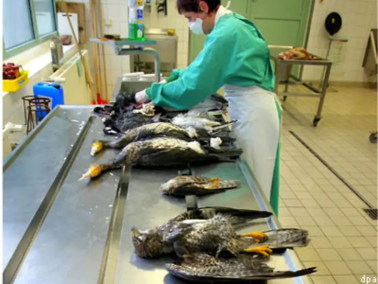 Der-Landkreis-Ostvorpommern-rief-ebenfalls-den-Katastrophenalarm-aus-als-ein-toter-Bussard-nahe-Greifswald-aufgefunden-wurde-der-an-dem-H5N1-Virus-verendet-ist