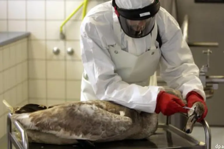 Inzwischen-sind-103-Voegel-in-Deutschland-eindeutig-an-H5N1-verendet-101-allein-auf-Ruegen