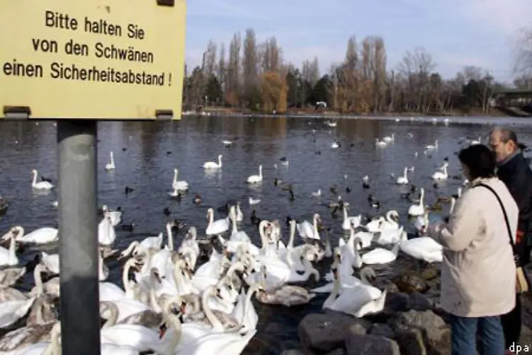 Der-Deutsche-Naturschutzbund-hatte-in-Bremen-angesichts-der-Vogelgrippe-davor-gewarnt-Wildvoegeln-zu-Nahe-zu-kommen-Enten-und-Schwaene-in-Parks-und-Gruenanlagen-sollen-nicht-mehr-gefuettert-werden