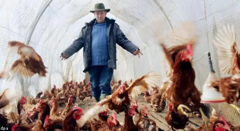 Die-Vogelgrippe-breitet-sich-auch-ausserhalb-Deutschlands-immer-weiter-aus-Die-ersten-Vogelgrippe-Faelle-in-Suedungarn-und-im-franzoesischen-Lyon-sind-bekannt-geworden-Deshalb-gilt-jetzt-auch-in-Frankreichs-Nachbarland-der-Schweiz-Stallpflicht-fuer-das-Gefluegel