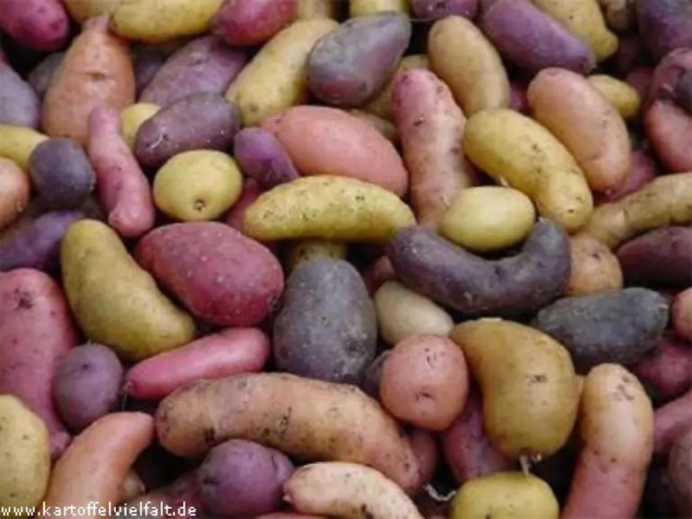 Beim-Bioland-Bauernhof-Karsten-Ellenberg-bedanken-wir-uns-fuer-die-Bilder-dort-www-kartoffelvielfalt-de-sind-die-genannten-Kartoffelsorten-auch-zu-beziehen