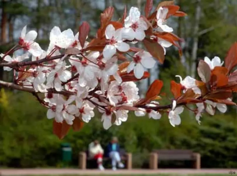 Fruehlinge