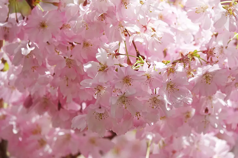 Zartrosa-bluehende-Japanische-Kirsche-Japanische-Kirschbaumbluete-Zierkirsche