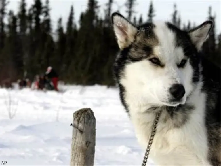 Das-letzte-grosse-Rennen-der-Welt-beginnt-jedes-Jahr-am-ersten-Samstag-im-Maerz