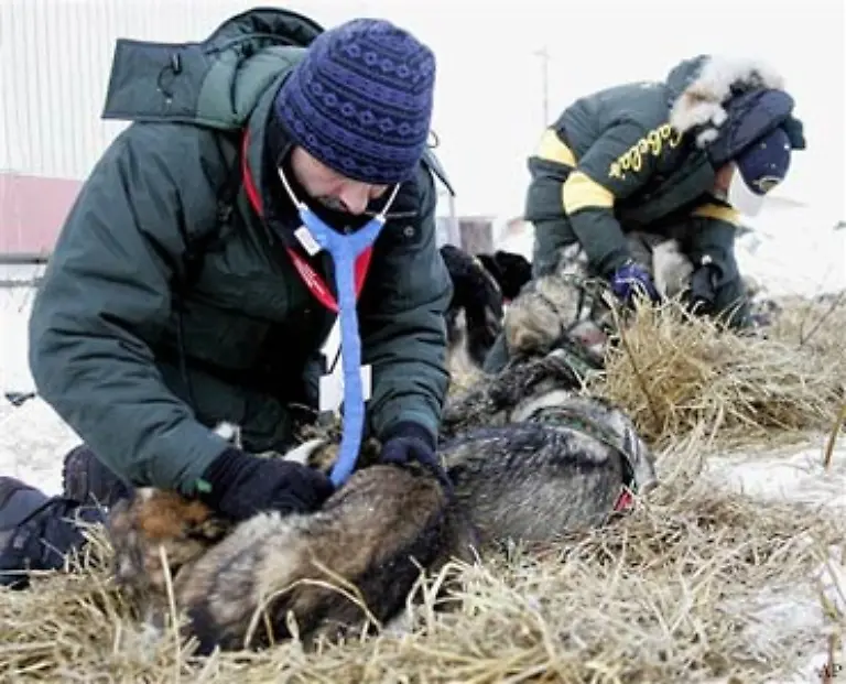 An-den-Checkpoints-werden-Zwischenzeiten-genommen-und-die-Hunde-untersucht-Lahme-und-kranke-Tiere-bleiben-zurueck-und-werden-nicht-ersetzt-Wem-weniger-als-fuenf-Hunde-bleiben-muss-aufgeben