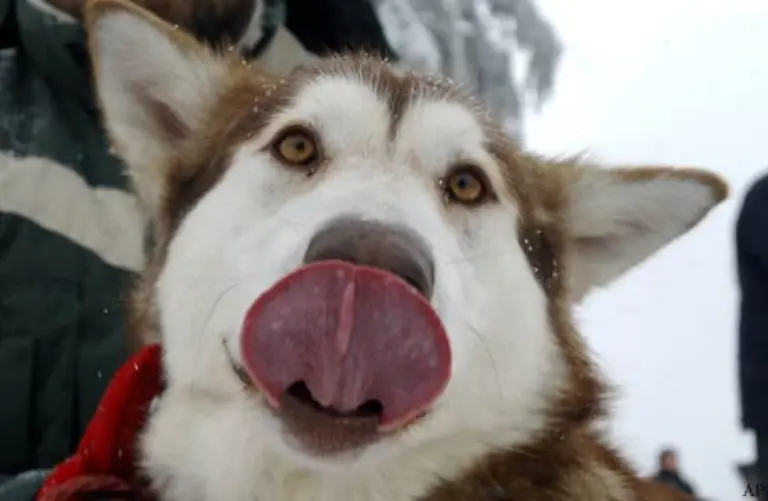 Der-Iditarod-hat-auch-schon-Siegerinnen-gesehen