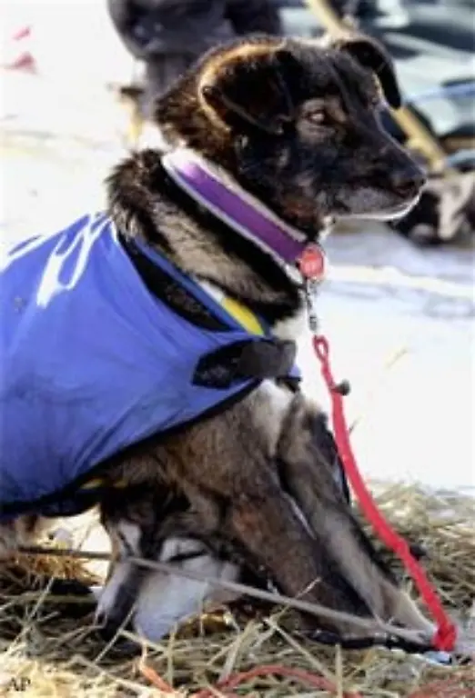 Eine-durchschnittliche-Tagestrecke-sind-125-Meilen-pro-Tag-die-Hunde-verbrauchen-dabei-ungefaehr-8-000-Kalorien