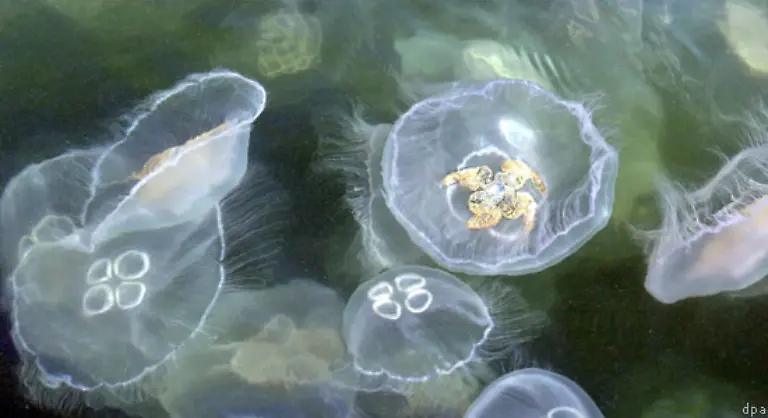 Das-Lebewesen-mit-dem-hoechsten-Wasseranteil-ist-die-Qualle-Sie-besteht-zu-99-Prozent-aus-Wasser