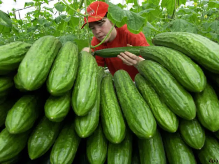 Die-Gurke-besteht-immerhin-noch-zu-97-Prozent-aus-Wasser