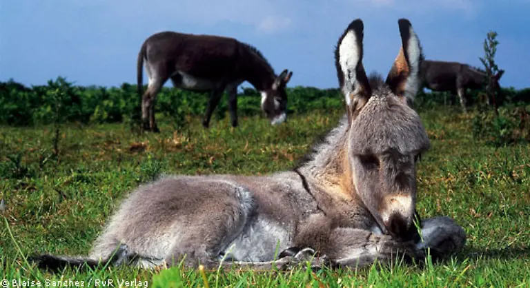 Der-franzoesische-Naturforscher-Georges-Louis-Leclerc-de-Buffon-schrieb-im-18-Jahrhundert-der-Esel-waere-das-vornehmste-aller-Tiere-wenn-es-das-Pferd-nicht-gaebe