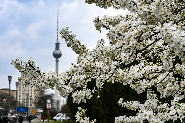 In-voller-Bluete-steht-ein-Kirschbaum-in-der-Karl-Marx-Allee-in-der-Naehe-des-Alexandeplatzes-mit-dem-Fernsehturm-In-den-naechsten-Tagen-gibt-es-einen-Mix-aus-Sonne-Wolken-und-Regenschauern