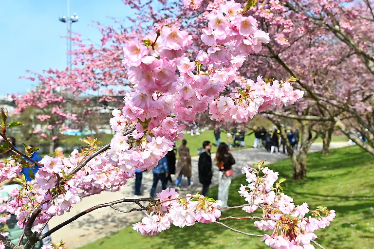 Kirschbluete-am-28-03-2026-im-Olympiapark-Muenchen