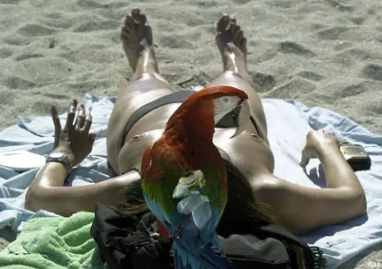 oder-doch-einfach-nur-in-Florida-am-Strand-liegen
