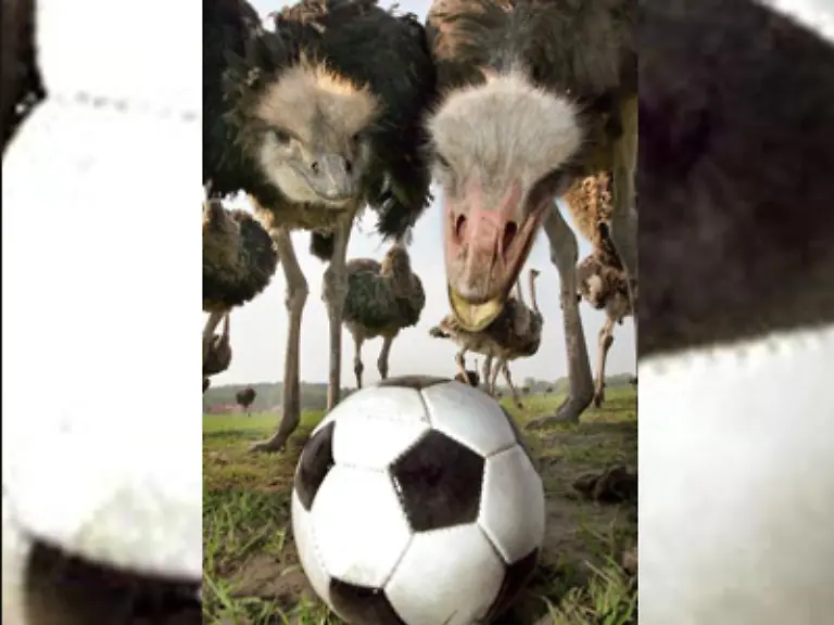 Spaeter-einmal-werden-Spielbergs-Nachfahren-Filme-drehen-in-denen-es-um-The-Ball-Leder-des-Grauens-oder-so-gehen-koennte