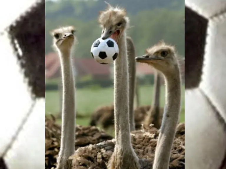 Rischtisch-der-Fussball-Modell-Echter-Fussball