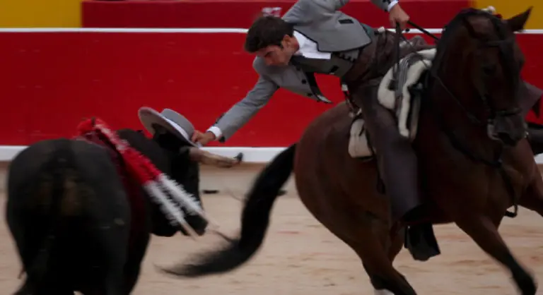 Beim-taeglichen-Stierkampf-abends-werden-die-Stiere-in-der-Regel-alle-getoetet