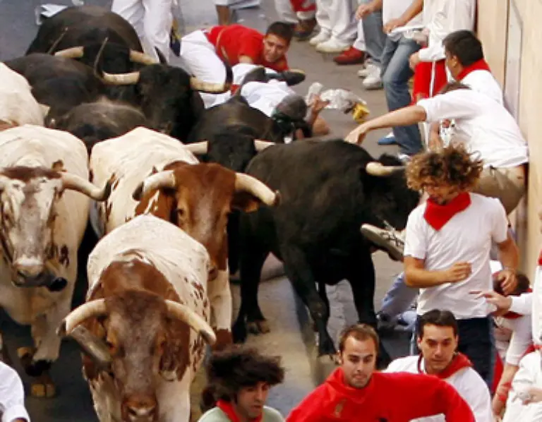 Abgesperrte-Seitenstrassen-verhindern-dass-die-Tiere-auf-der-825-Meter-langen-Strecke-ausreissen