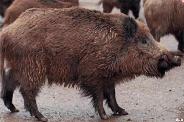 ein-Wildschwein-gegrillt