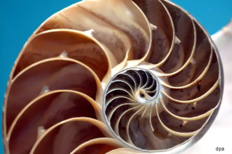 Meerestiere-koennen-wirklich-schoen-sein-So-wie-dieses-hier