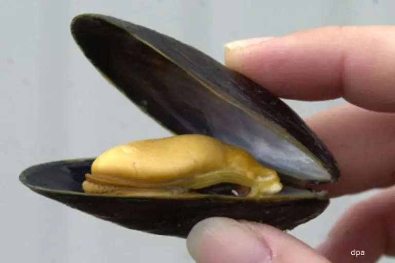 Genau-von-der-Miesmuschel-Die-Fangsaison-endet-in-diesen-Tagen-Die-Miesmuschel-heisst-nicht-Miesmuschel-weil-sie-sich-auf-dem-Meeresboden-besonders-ruecksichtslos-verhaelt-sondern