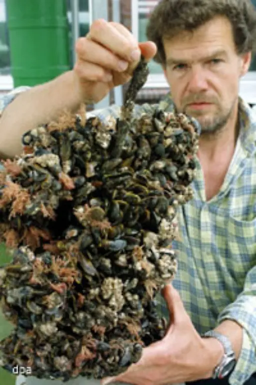 weil-sie-sich-wie-Moos-gerne-festsetzt-Und-im-Mitteldeutschen-heisst-Moos-eben-Mies