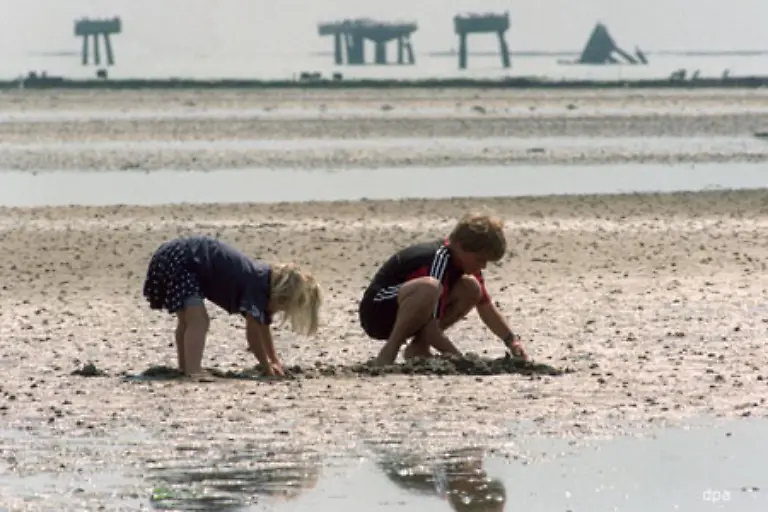 Daenemark-und-die-Niederlande-sind-mit-jeweils-etwa-100-000-Tonnen-die-groessten-Produzenten-In-Niedersachsen-werden-jaehrlich-etwa-8-000-t-produziert-in-Schleswig-Holstein-etwa-20-000-t-pro-Jahr-Natuerlich-wird-nicht-mit-der-Hand-gesammelt-sondern