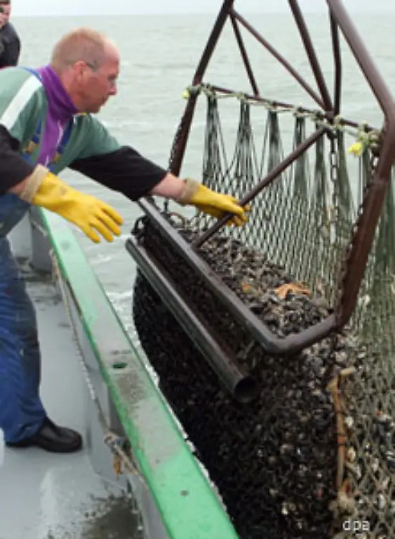 Als-Fanggeschirr-dienen-spezielle-Schleppnetze-so-genannte-Dredgen-Sie-bestehen-aus-Stahlringen-mit-einem-Rohr-als-Vorderkante