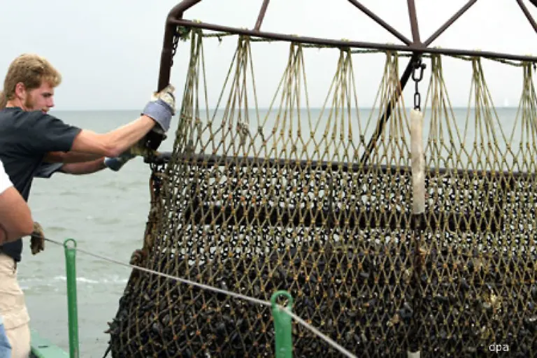 Durch-das-Rohr-werden-die-Muscheln-quasi-abgehobelt