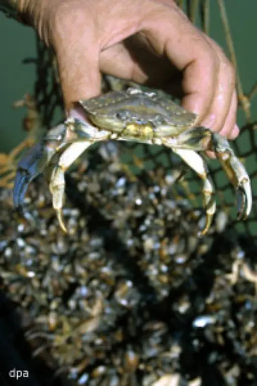 Das-ist-ein-Feind-der-Jungmuscheln-die-Nordsee-Krabbe