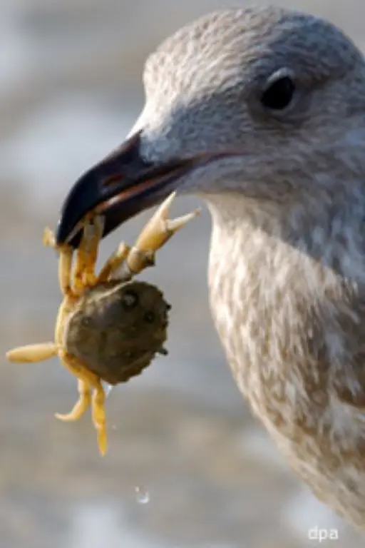 Aber-wie-das-Leben-so-spielt-Auch-sie-hat-Feinde-Moewen-zum-Beispiel-Pech-fuer-die-Jungmuscheln-Sie-werden-auch-von-Moewen-gern-verspeist