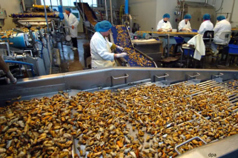Die-Verarbeitung-von-Muscheln-erfolgt-industriell-Strenge-staatliche-Kontrollen-sorgen-dafuer-dass-der-Verzehr-von-Miesmuscheln-heute-gesundheitlich-unbedenklich-ist