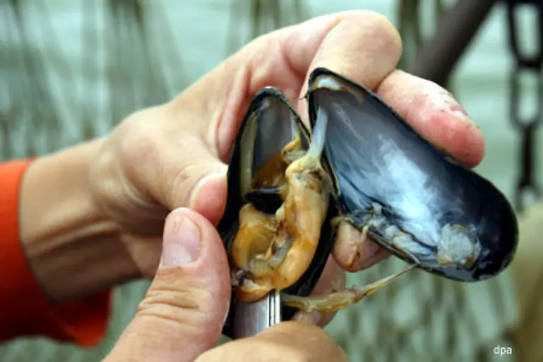 Dennoch-kann-das-Eiweiss-der-Miesmuschel-allergische-Reaktionen-ausloesen-Genauso-reagieren-manche-Menschen-empfindlich-auf-das-Plankton-das-die-Muschel-aus-dem-Meer-filtert
