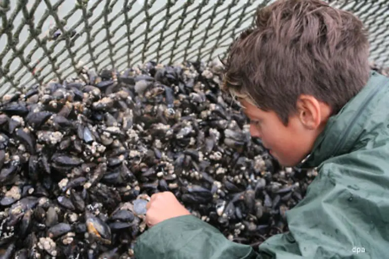 Eine-drei-Zentimeter-grosse-Miesmuschel-filtert-einen-Liter-Wasser-in-der-Stunde-Weibliche-Exemplare-produzieren-im-Fruehjahr-fuenf-bis-zwoelf-Millionen-Eier-Die-Larven-driften-einen-Monat-umher-heften-sich-dann-fest-und-waehlen-somit-ihren-endgueltigen-Wohnsitz