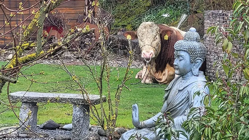 Der-ausgebuexte-Jungbulle-machte-es-sich-im-Garten-eines-Einfamilienhauses-bequem