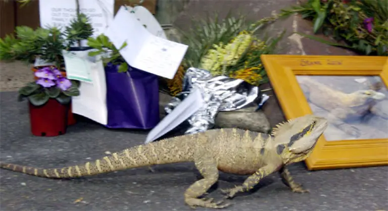 Australiens-Premierminister-John-Howard-wuerdigte-Irwin-als-ein-grossartiges-australisches-Vorbild-Irwin-sei-in-der-Gesellschaft-von-wilden-Tieren-gestorben-die-er-so-gerne-gemocht-habe