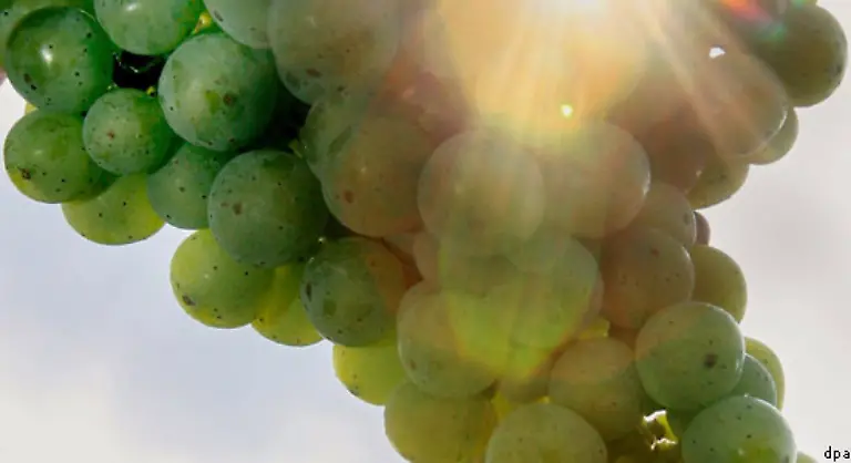 In-der-Folge-werden-die-Gesetze-verschaerft-das-Qualitaetsbewusstsein-der-Verbraucher-steigt-oesterreichischer-Wein-gilt-lange-zu-Unrecht-als-minderwertig