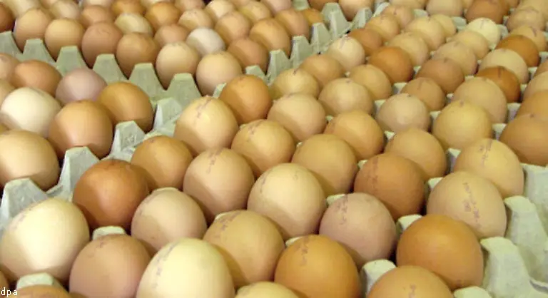 Kurz-danach-loest-der-Fluessigei-Skandal-eine-Krise-bei-deutschen-Nudelherstellern-aus-Die-Medien-berichten-ueber-die-Verwendung-bebrueteter-oder-befruchteter-Eier-in-Nudeln