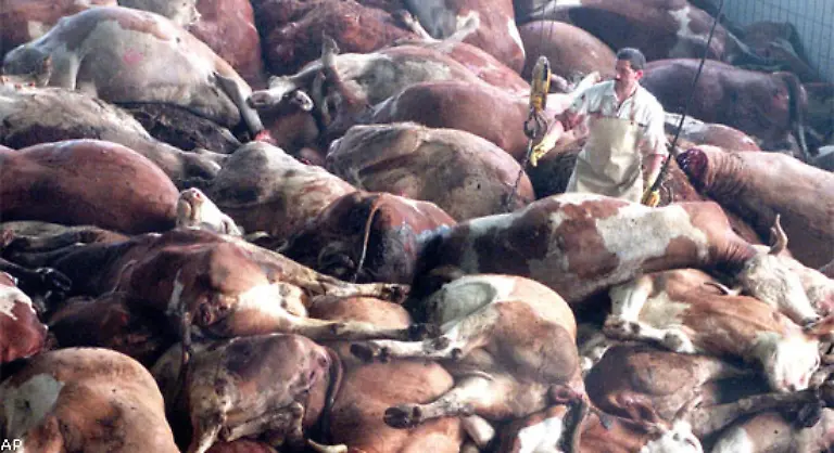 Im-Jahr-2000-erreicht-die-Rinderseuche-BSE-Deutschland-Die-Krankheit-war-1985-erstmals-in-England-festgestellt-worden