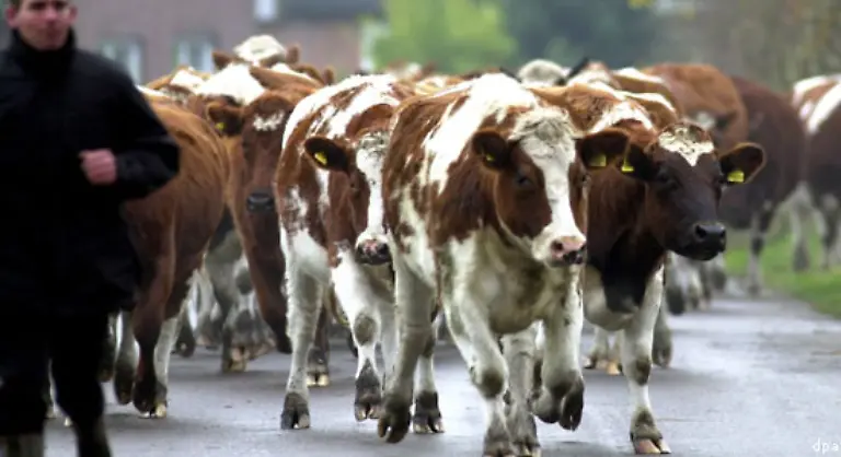 Die-BSE-Krise-ebbt-unterdessen-langsam-ab-Bis-August-2006-werden-400-BSE-Faelle-in-Deutschland-bestaetigt-nur-vier-davon-zwischen-Januar-und-August-2006