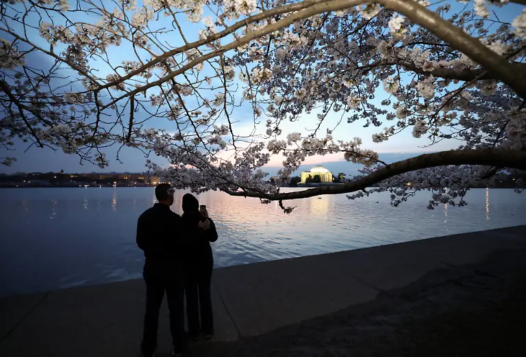 A-couple-watches-the-sunrise-while-visiting-the-cherry-blossoms-along-the-Tidal-Basin-in-Washington-D-C-March-26
