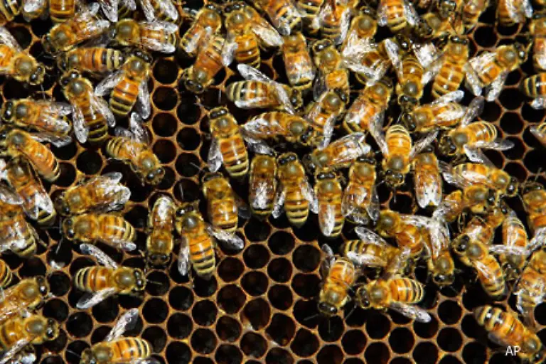 Und-die-Bionik-spielt-nicht-mehr-nur-in-den-Naturwissenschaften-eine-Rolle-Logistiker-etwa-erforschen-den-Aufbau-von-Staaten-bildenden-Insekten