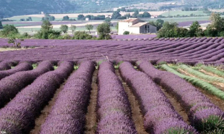 In-Grasse-lernt-er-Duefte-zu-konservieren-Hier-findet-er-was-er-braucht-um-seinen-egoistischen-Plan-auszufuehren-13-wunderschoene-erbluehende-Jungfrauen