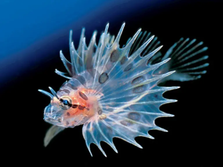 Die-Biologen-Laurent-Ballesta-und-Pierre-Descamp-zeigen-in-Planet-Meer-Bilder-voller-Poesie-und-Anmut-aus-den-Tiefen-der-Ozeane