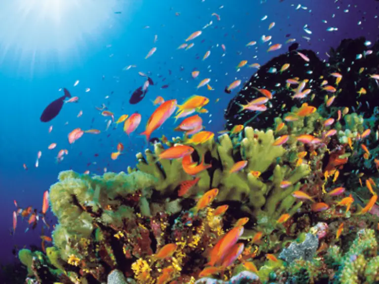 Glitzernde-Fischschwaerme-tummeln-sich-im-Korallenriff