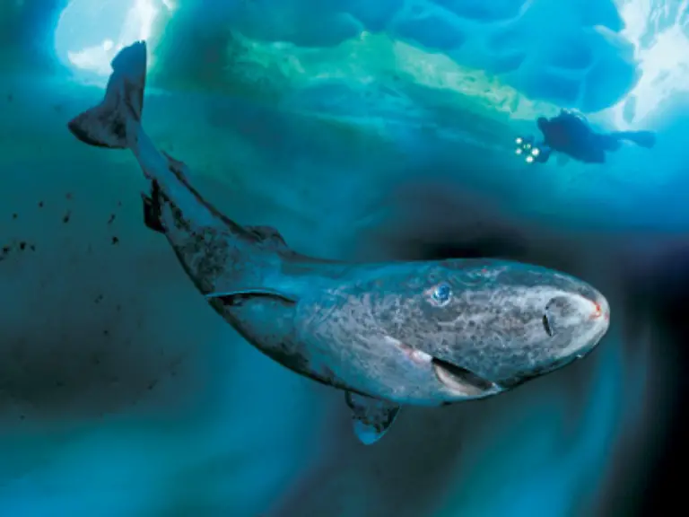 majestaetisch-bewegt-sich-der-Hai-durch-die-Fluten