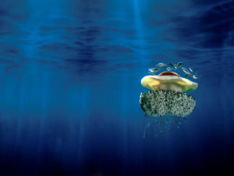 Quallen-schweben-wie-fliegende-Untertassen-im-Blau