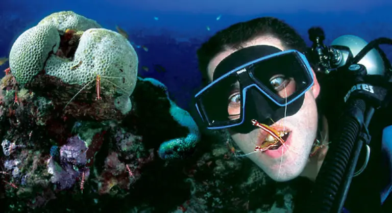 Kleine-und-grosse-Meeresbewohner-bildeten-die-beiden-Meeresbiologen-in-glanzvoller-Weise-ab